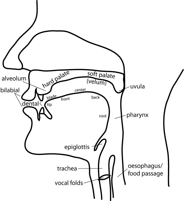 Vocal tract labels